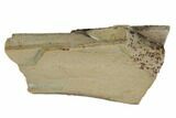 Tyrannosaur Tooth Fragment - Montana #91383-1